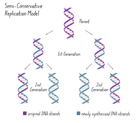 How Dna Replicates Matthew Meselson Franklin W Stahl