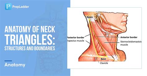 Anatomy Of Neck Triangles Structures And Boundaries