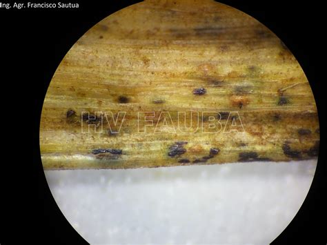 Roya Negra O Del Tallo Del Trigo Puccinia Graminis F Sp Tritici Herbario Virtual Fitopatología