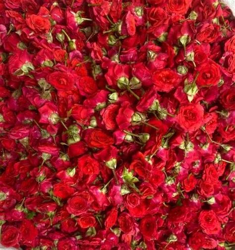 Red Fresh Rose Flower Packaging Size 1 Kg At Rs 150 Kg In Chennai