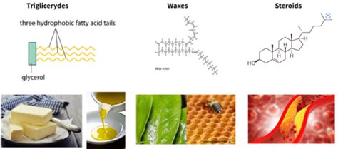 Ibdp Biology 2025 Slandhl B11 Carbohydrate And Lipid Study Notes