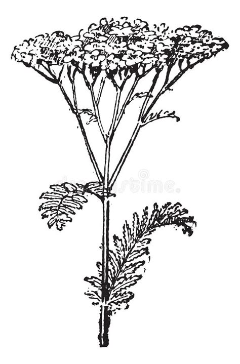 Engrase Vintage Común De Yarrow O Achillea Millefolium Ilustración Del Vector Ilustración De