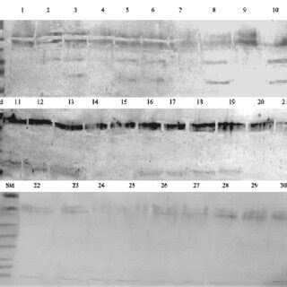 Immunoblotting Of Frozen Thawed Sperm Extracts Of Buffalo Bulls With