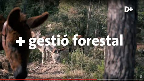 La Diputació Suma Gestió Forestal YouTube