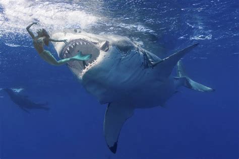 Shark Eats Mermaid By Janejobs On Deviantart