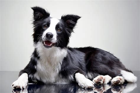 Border Collie saiba tudo sobre a raça mais inteligente do mundo