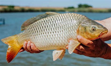 Peixe Carpa As Esp Cies Caracter Sticas E Sua Alimenta O