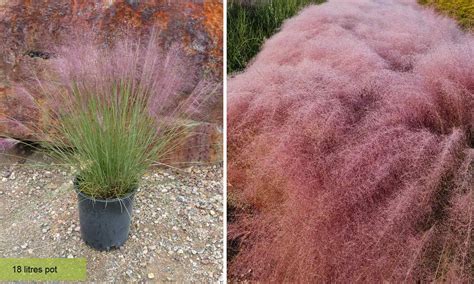 Muhlenbergia Capillaris Pink Cloud Ubicaciondepersonas Cdmx Gob Mx