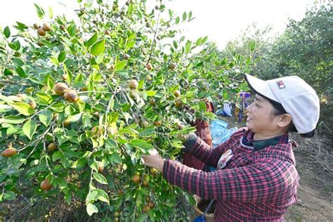 贵州锦屏：油茶喜丰收 人民图片网