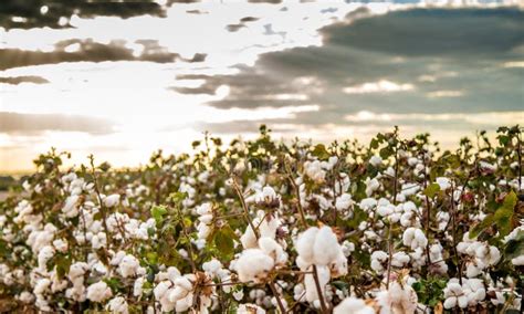 Fondo Di Struttura Della Piantagione Del Campo Del Cotone Immagine