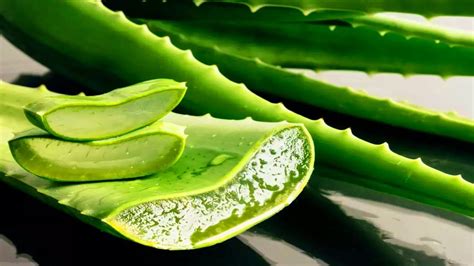 Como plantar babosa e benefícios dessa planta conhecida como Aloe Vera