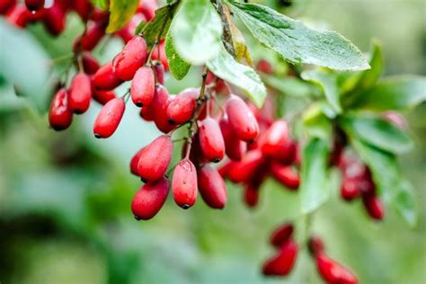 7 Health Benefits Of Barberry Berberis Vulgaris