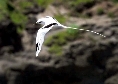 White-tailed Tropicbird – "OCEAN TREASURES" Memorial Library