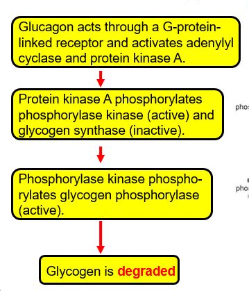 Biochem Glycogen Flashcards Quizlet