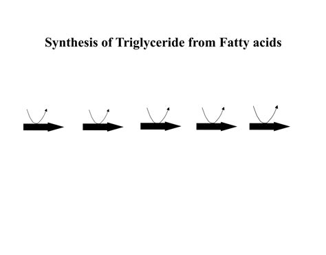 Synthesis of triglyceride from fatty acids Quiz