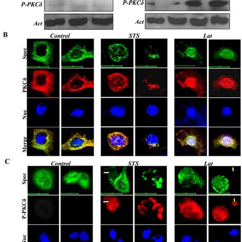 Differential effects of cell division and microfilament inhibitors on... | Download Scientific ...