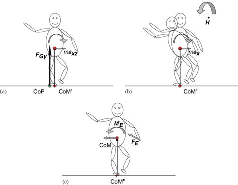 Diagrams Illustrating The Three Mechanisms For Balance A Mechanism