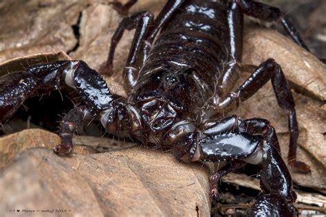 Giant Black Scorpion Heterometrus Spinifer Dsc Mok Youn Fai