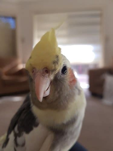 Cockatiel Lifespan In The Wild Vs. Captivity - CaringForFeathers