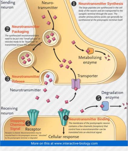 Life Cycle Of A Neurotransmitter Flashcards Quizlet