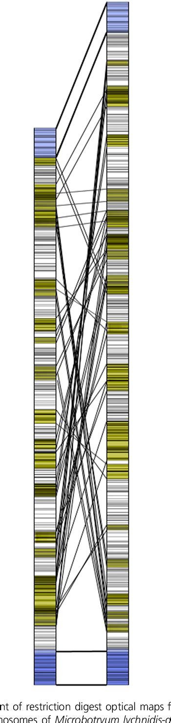 Figure 1 From Extensive Divergence Between Mating Type Chromosomes Of