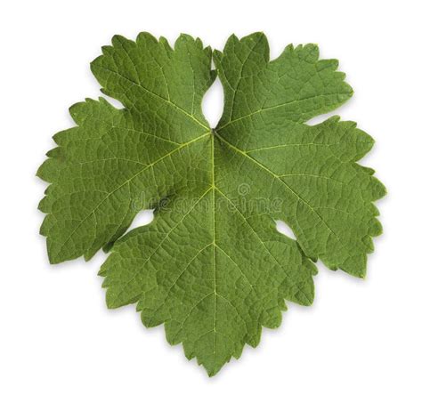 Grape Vine Leaf stock image. Image of white, freshness - 28174073