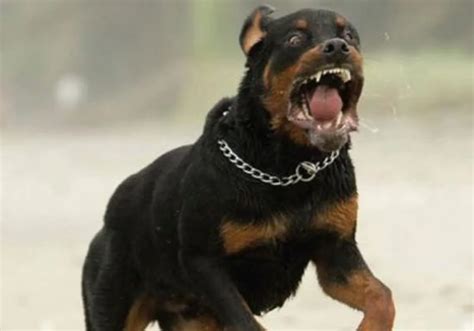 Ante El Juez Los Dos Investigados Por El Ataque De Un Rottweiler A Una