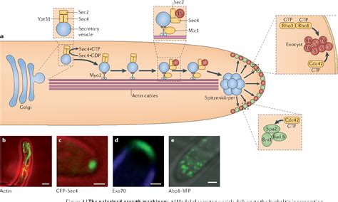 Pdf Growth Of Candida Albicans Hyphae Semantic Scholar