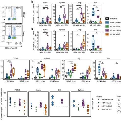 Ifn Responses Of Cd And Cd T Cells In Pbmc Spleen Lung And