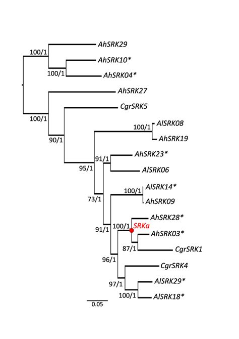 Figure S Maximum Likelihood Phylogenetic Tree Based On The Srk