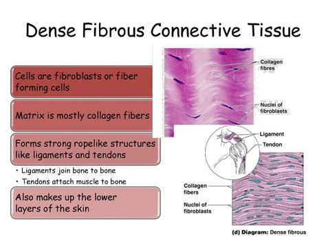 Dense Fibrous Connective Tissue Diagram