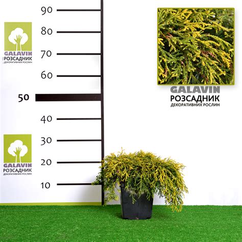 Кипарисовик горохоплідний Filifera Aurea Nana - Розсадник декоративних ...