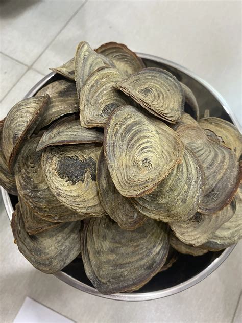 Fresh Seashell Murex Operculum Murex Snail Dry From Vietnam Buy Hot