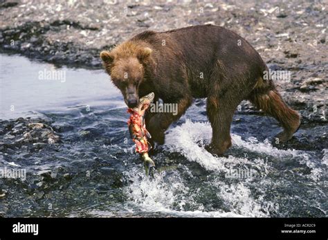 Alaskan Brown Bears Or Grizzly Bears Fishing For Salmon Mcneil River