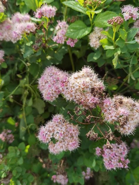 Spirea bumalda törpe japán gyöngyvessző Ökoplant