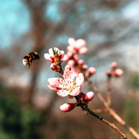 home remedy bee sting 9