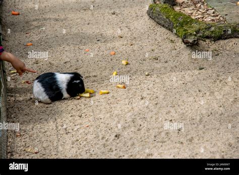 Fat Hamster Hi Res Stock Photography And Images Alamy