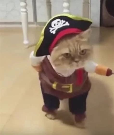 El Gato Pirata Que Conquista Youtube La Verdad