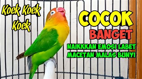 SUARA BURUNG LOVEBIRD NGEKEK PANJANG PALING COCOK BUAT PANCING EMOSI