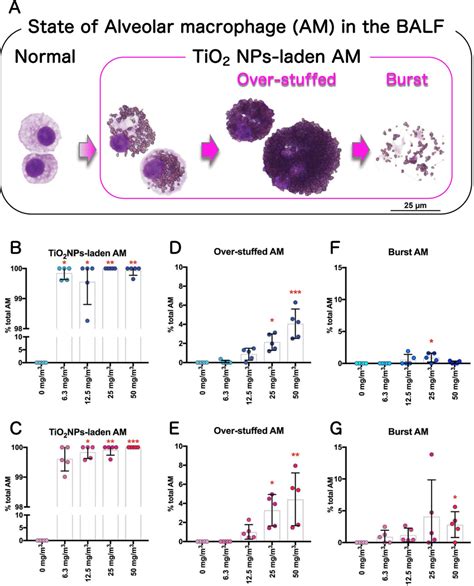 Additional Analyses Of Alveolar Macrophages AMs In BALF Cytospin