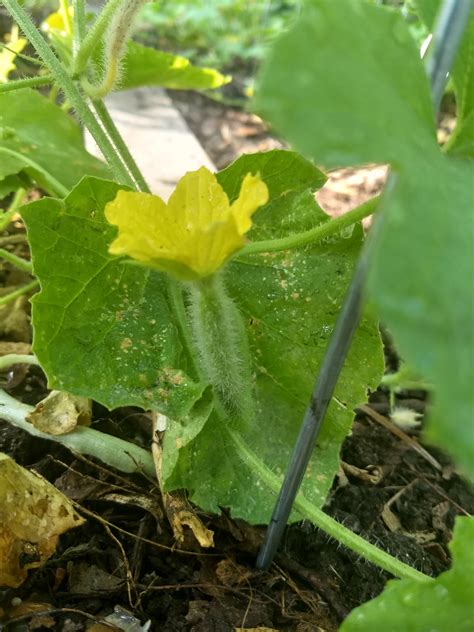 The Scientific Gardener Long Dark Armenian Cucumber 2020