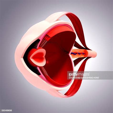 Vitreous Humour Photos and Premium High Res Pictures - Getty Images