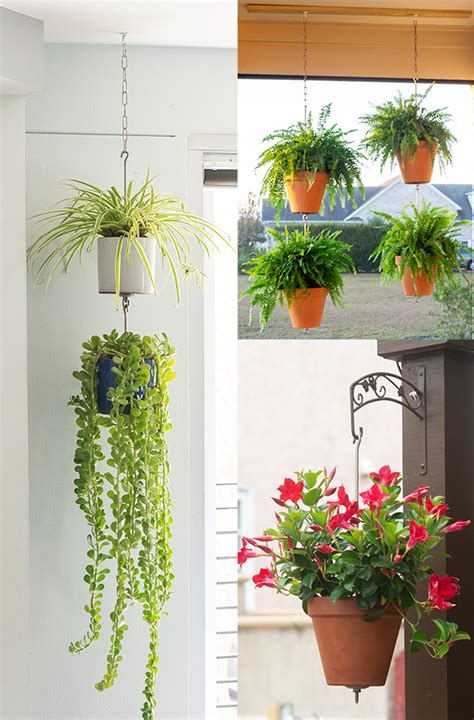 Hanging Plants From Concrete Ceiling Shelly Lighting