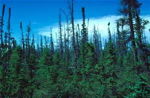 Biodiversity in the Boreal Forest: Trees - Regional Aquatics Monitoring ...