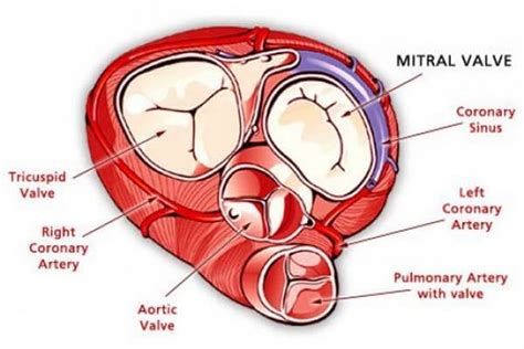 Valvular Heart Disease With Causes Test And Nursing Intervention