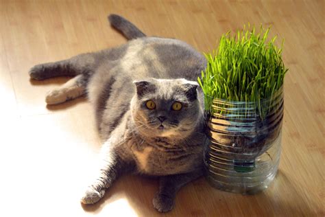 How To Grow Cat Grass Indoors Ontario Spca And Humane Society