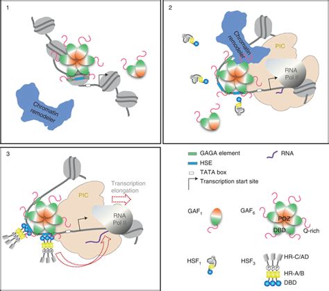 Pioneering Of Chromatin Accessibility Is A Process Involving Multiple