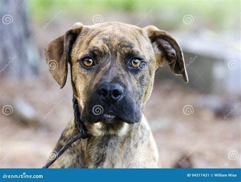 Plott Hound Boxer Mix Puppies Flash Sales Danzhao Cc