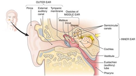Health Assessment Chapter Ears Flashcards Quizlet