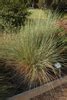 Muhlenbergia Pink Flamingos Pink Flamingo Muhly North Carolina